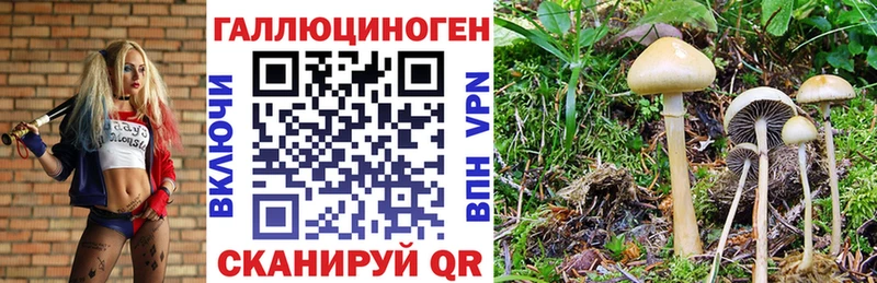 купить наркотик  Химки  Галлюциногенные грибы Cubensis 